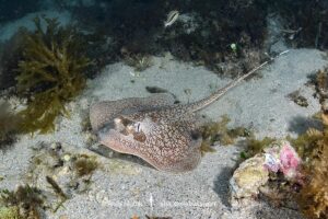 Painted Maskray, Neotrygon leylandi. Bundegi Beach, Exmouth Gulf, Western Australia, Indian Ocean.