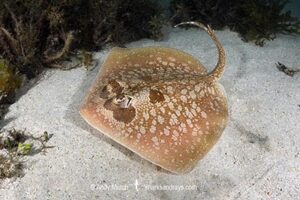 Painted Maskray, Neotrygon leylandi. Bundegi Beach, Exmouth Gulf, Western Australia, Indian Ocean.