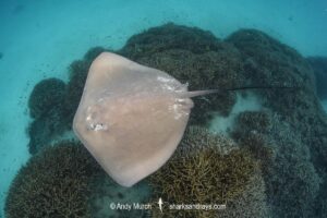 Pink Whipray, Pateobatis fai. Aka Tahitian Stingray. Heron Island, Great Barrier Reef, Queensland, Australia, South Pacific Ocean.