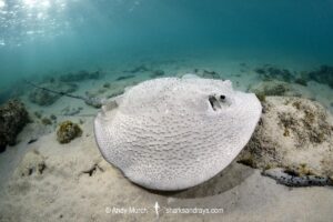 Porcupine Whipray, Urogymnus asperrimus. Heron Island, Great Barrier Reef, Queensland, Australia, Pacific Ocean.