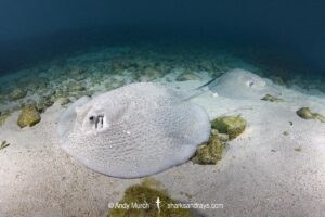 Porcupine Whipray, Urogymnus asperrimus. Heron Island, Great Barrier Reef, Queensland, Australia, Pacific Ocean.