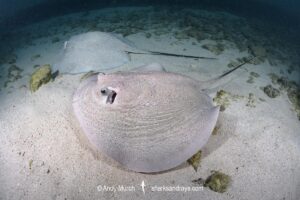 Porcupine Whipray, Urogymnus asperrimus. Heron Island, Great Barrier Reef, Queensland, Australia, Pacific Ocean.
