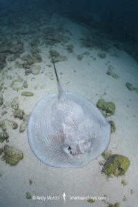 Porcupine Whipray, Urogymnus asperrimus. Heron Island, Great Barrier Reef, Queensland, Australia, Pacific Ocean.
