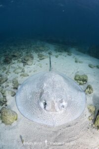Porcupine Whipray, Urogymnus asperrimus. Heron Island, Great Barrier Reef, Queensland, Australia, Pacific Ocean.