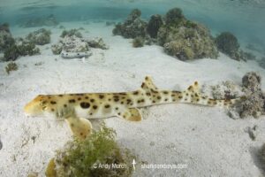 Epaulette Shark, Hemiscyllium ocellatum. Heron Island, Great Barrier Reef, Australia. Southwestern Pacific Ocean.
