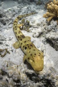 Epaulette Shark, Hemiscyllium ocellatum. Heron Island, Great Barrier Reef, Australia. Southwestern Pacific Ocean.