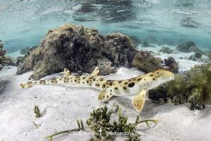 Epaulette Shark, Hemiscyllium ocellatum. Heron Island, Great Barrier Reef, Australia. Southwestern Pacific Ocean.