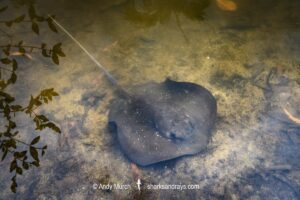 Mangrove Whipray, Urogymnus granulatus. Foraging in a shallow creek on Magnetic Island, Queensland, Australia, Great Barrier Reef.