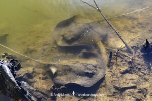 Mangrove Whipray, Urogymnus granulatus. Foraging in a shallow creek on Magnetic Island, Queensland, Australia, Great Barrier Reef.