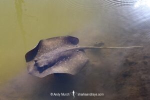 Mangrove Whipray, Urogymnus granulatus. Foraging in a shallow creek on Magnetic Island, Queensland, Australia, Great Barrier Reef.
