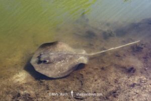 Mangrove Whipray, Urogymnus granulatus. Foraging in a shallow creek on Magnetic Island, Queensland, Australia, Great Barrier Reef.
