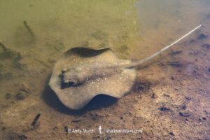 Mangrove Whipray, Urogymnus granulatus. Foraging in a shallow creek on Magnetic Island, Queensland, Australia, Great Barrier Reef.