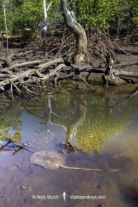 Mangrove Whipray, Urogymnus granulatus. Foraging in a shallow creek on Magnetic Island, Queensland, Australia, Great Barrier Reef.