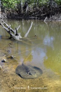 Mangrove Whipray, Urogymnus granulatus. Foraging in a shallow creek on Magnetic Island, Queensland, Australia, Great Barrier Reef.