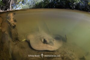 Mangrove Whipray, Urogymnus granulatus. Foraging in a shallow creek on Magnetic Island, Queensland, Australia, Great Barrier Reef.