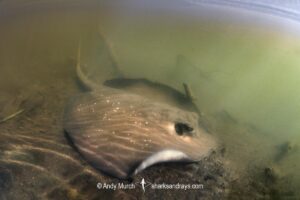 Mangrove Whipray, Urogymnus granulatus. Foraging in a shallow creek on Magnetic Island, Queensland, Australia, Great Barrier Reef.