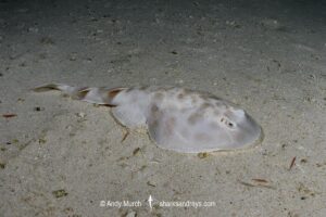 Banded Numbfish, Narcinops westraliensis. Cape Range National Park, Western Australia, Indian Ocean.