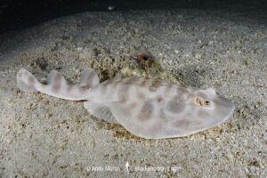 Banded Numbfish, Narcinops westraliensis. Cape Range National Park, Western Australia, Indian Ocean.