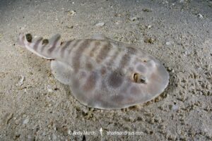 Banded Numbfish, Narcinops westraliensis. Cape Range National Park, Western Australia, Indian Ocean.