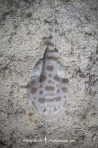 Banded Numbfish, Narcinops westraliensis. Cape Range National Park, Western Australia, Indian Ocean.