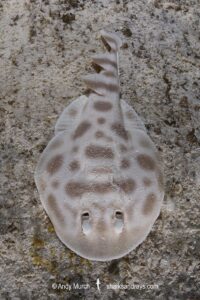 Banded Numbfish, Narcinops westraliensis. Cape Range National Park, Western Australia, Indian Ocean.