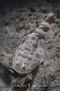 Banded Numbfish, Narcinops westraliensis. Cape Range National Park, Western Australia, Indian Ocean.