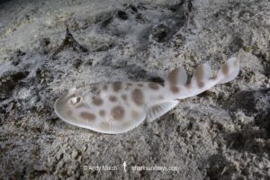 Banded Numbfish, Narcinops westraliensis. Cape Range National Park, Western Australia, Indian Ocean.