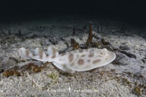 Banded Numbfish, Narcinops westraliensis. Cape Range National Park, Western Australia, Indian Ocean.