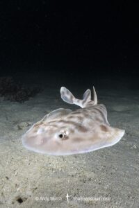 Banded Numbfish, Narcinops westraliensis. Cape Range National Park, Western Australia, Indian Ocean.