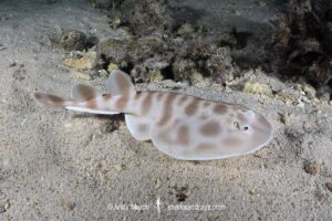 Banded Numbfish, Narcinops westraliensis. Cape Range National Park, Western Australia, Indian Ocean.