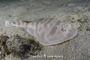 Banded Numbfish, Narcinops westraliensis. Cape Range National Park, Western Australia, Indian Ocean.