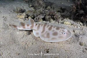 Banded Numbfish, Narcinops westraliensis. Cape Range National Park, Western Australia, Indian Ocean.