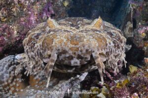 Banded Wobbegong, Orectolobus halei. Aka Gulf Wobbegong. North Stradbroke Island, Queensland, Australia, South Pacific Ocean.