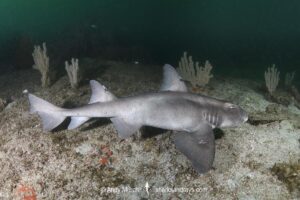 Cryptic Horn Shark, Heterodontus sp. X. Based on genetic analysis, possibly an undescribed species of horn shark from the Gulf Of California. Coronado Island, Loreto, Sea of Cortez, Eastern Pacific.