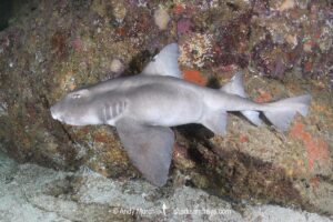 Cryptic Horn Shark, Heterodontus sp. X. Based on genetic analysis, possibly an undescribed species of horn shark from the Gulf Of California. Coronado Island, Loreto, Sea of Cortez, Eastern Pacific.
