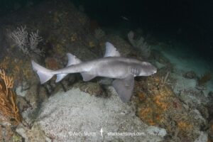 Cryptic Horn Shark, Heterodontus sp. X. Based on genetic analysis, possibly an undescribed species of horn shark from the Gulf Of California. Coronado Island, Loreto, Sea of Cortez, Eastern Pacific.