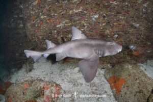 Cryptic Horn Shark, Heterodontus sp. X. Based on genetic analysis, possibly an undescribed species of horn shark from the Gulf Of California. Coronado Island, Loreto, Sea of Cortez, Eastern Pacific.