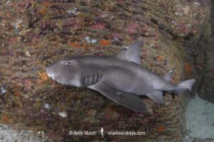 Cryptic Horn Shark, Heterodontus sp. X. Based on genetic analysis, possibly an undescribed species of horn shark from the Gulf Of California. Coronado Island, Loreto, Sea of Cortez, Eastern Pacific.