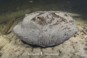 Pearl River Stingray, Potamotrygon jabuti. Aka Pearl Freshwater Stingray. Widespread in the Rio Tapajós and Rio Teles Pires in Brazil, South America.