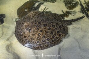 Pearl River Stingray, Potamotrygon jabuti. Aka Pearl Freshwater Stingray. Widespread in the Rio Tapajós and Rio Teles Pires in Brazil, South America.