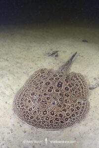 Pearl River Stingray, Potamotrygon jabuti. Aka Pearl Freshwater Stingray. Widespread in the Rio Tapajós and Rio Teles Pires in Brazil, South America.