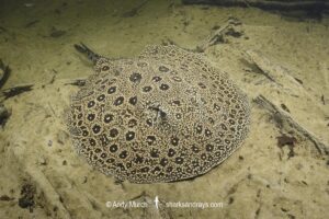 Pearl River Stingray, Potamotrygon jabuti. Aka Pearl Freshwater Stingray. Widespread in the Rio Tapajós and Rio Teles Pires in Brazil, South America.