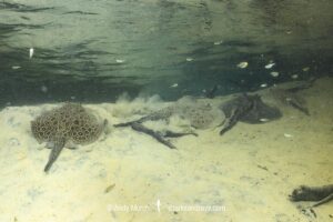 Pearl River Stingray, Potamotrygon jabuti. Aka Pearl Freshwater Stingray. Widespread in the Rio Tapajós and Rio Teles Pires in Brazil, South America.