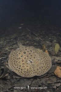 Pearl River Stingray, Potamotrygon jabuti. Aka Pearl Freshwater Stingray. Widespread in the Rio Tapajós and Rio Teles Pires in Brazil, South America.