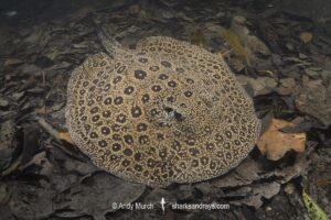 Pearl River Stingray, Potamotrygon jabuti. Aka Pearl Freshwater Stingray. Widespread in the Rio Tapajós and Rio Teles Pires in Brazil, South America.