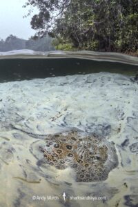 Pearl River Stingray, Potamotrygon jabuti. Aka Pearl Freshwater Stingray. Widespread in the Rio Tapajós and Rio Teles Pires in Brazil, South America.