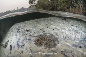 Pearl River Stingray, Potamotrygon jabuti. Aka Pearl Freshwater Stingray. Widespread in the Rio Tapajós and Rio Teles Pires in Brazil, South America.