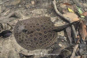 Pearl River Stingray, Potamotrygon jabuti. Aka Pearl Freshwater Stingray. Widespread in the Rio Tapajós and Rio Teles Pires in Brazil, South America.