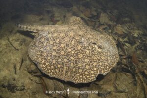 Pearl River Stingray, Potamotrygon jabuti. Aka Pearl Freshwater Stingray. Widespread in the Rio Tapajós and Rio Teles Pires in Brazil, South America.