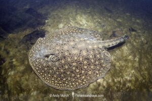 Pearl River Stingray, Potamotrygon jabuti. Aka Pearl Freshwater Stingray. Widespread in the Rio Tapajós and Rio Teles Pires in Brazil, South America.